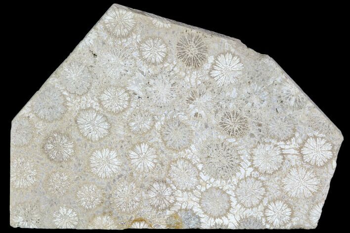 Polished Fossil Coral Slab - Indonesia #109134